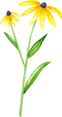 Watercolor aster flower illustration. Hand drawn yellow aster flower isolated on white background