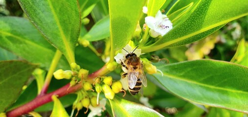 The bee collects nectar. Bee close up. A bee collects pollen from flowers. Insect bee.