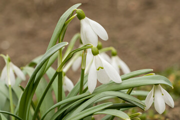 Snowdrops. First flowers. Delicate spring flowers. Blooming snowdrops in the forest