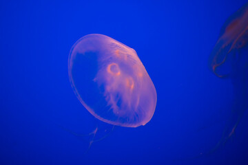 Jellyfish floating in water