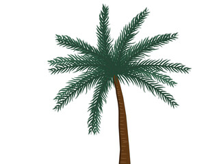 palm tree isolated on white background