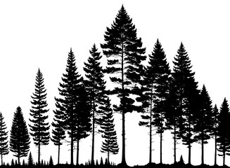 Trees, forest silhouette. Illustration with a tall pine tree in a spruce forest, isolated on a white background © Александр Максимкин