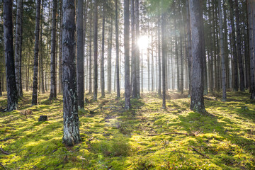 Sun rays in the forest