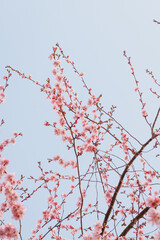 Frühling