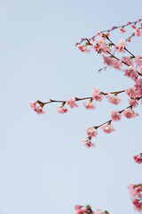 Kirschblüten im Frühling