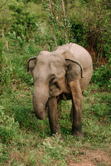 Obraz premium Elephant Sri Lanka