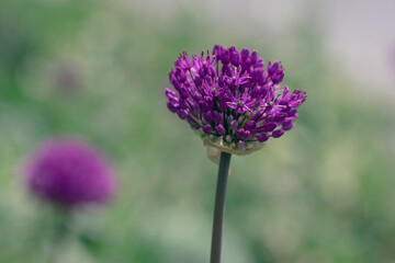 Allium hollandicum persian onion dutch garlic purple sensation flowering plant, ornamental flowers in bloom