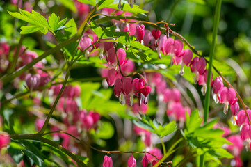 Obraz na płótnie Canvas Dicentra spectabilis bleeding heart flowers in hearts shapes in bloom, beautiful Lamprocapnos pink white flowering plant