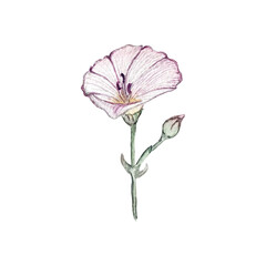 beautiful watercolor illustration of bindweed