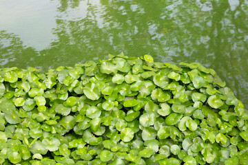 Obraz na płótnie Canvas Fresh green centella asiatica leaves