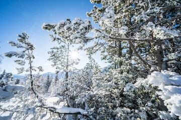 Winter forest in Seefeld, Austria