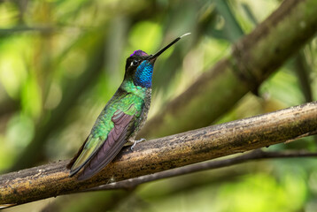 Fototapeta na wymiar Talamanca Hummingbird - Eugenes spectabilis, beautiful colored hummingbird from Latin America woodlands and gardens, Volcán, Panama.