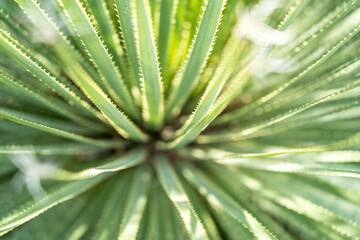 Naklejka na ściany i meble Dasylirion wheeleri - desert mexican plant
