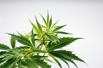 cannabis leaf on white background