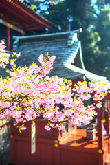 河津桜