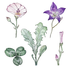 set of watercolor illustrations of bindweed, bluebell flower, dandelion leaves and clover leaf