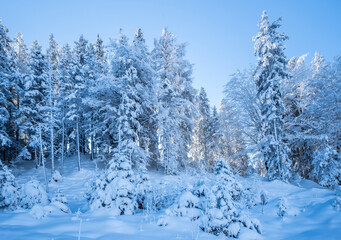Winter forest in Seefeld, Austria