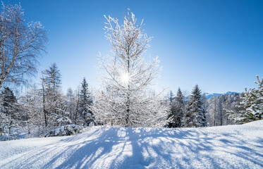 Winter forest in Seefeld, Austria