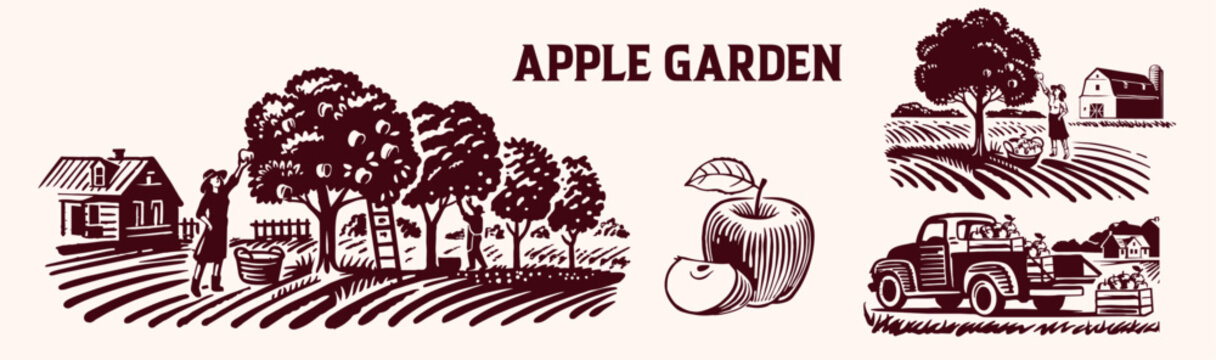 apple orchard vector illustration set, apple farm, apple harvest, apple picking in apple orchard. 