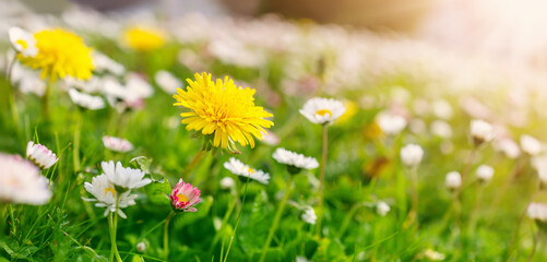 Meadow with lots of white and pink spring daisy flowers and yellow dandelions in sunny day.