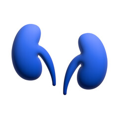 3d kidney organ