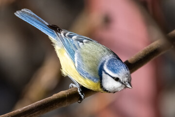 Blue tit perched on a branch