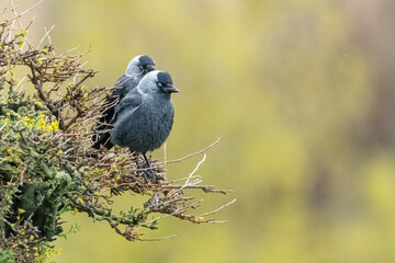 Western jackdaw stand on a branch at the edge of a cliff