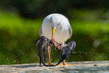 A seagull eats the wings of a pigeon