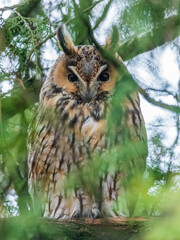 Short-eared owl standing in a tree