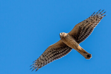 Hen harrier flying in the winter sky