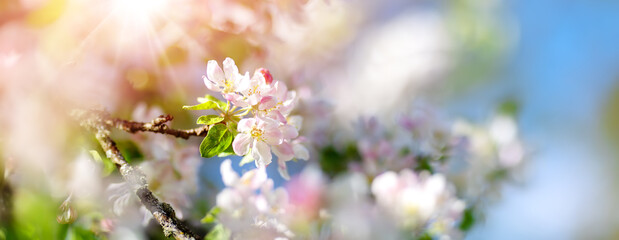 Blooming apple tree in spring in the garden.