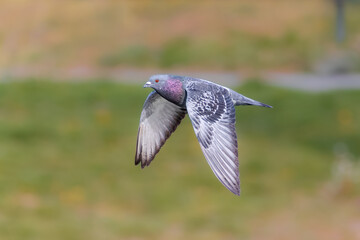 Obraz premium pigeon flying in the light of a spring morning