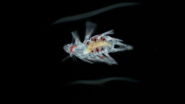 worm Polychaeta under microscope, family Lopadorrhynchidae. Possibly species Pelagobia rubromaculata. Indian Ocean