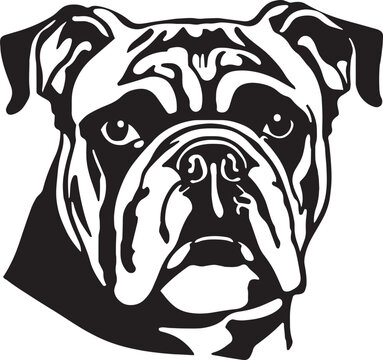 English Bulldog dog face isolated on a white background, SVG, Vector, Illustration.	