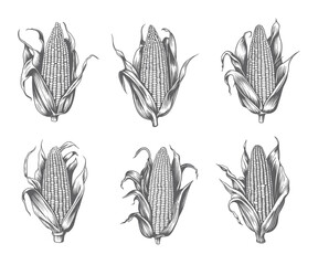 Corn verctor set. Ink sketch of maize isolated on white background. Maize hand drawn vector illustration. Retro style. Corn vintage pencil sketch. Engraving style