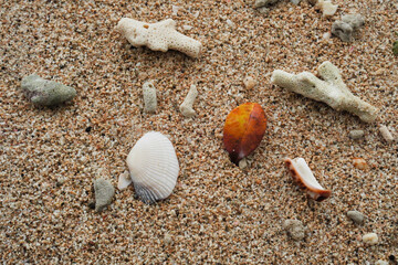 A collection of seashells and  white coral pieces on a sand beach surface