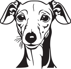 Italian greyhound dog face isolated on a white background, SVG, Vector, Illustration.	