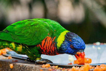 Loriini eating food in a zoo