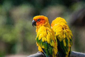 Sun Conure parrot in Chandigarh bird park