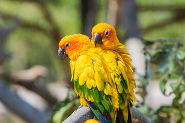 Sun Conure parrot in Chandigarh bird park