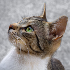 Head portrait shot of young male cat