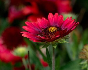 Detailed photo of vibrant red summer flower