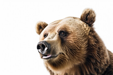 Grizzly bear on white background