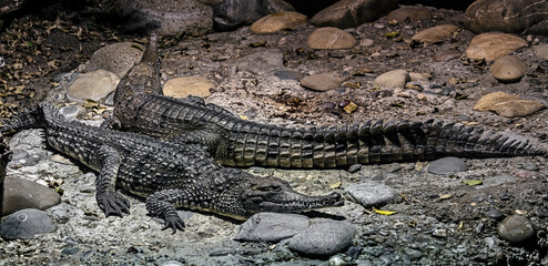 Two australian crocodiles on the ground. Latin name - Crocodylus johansoni