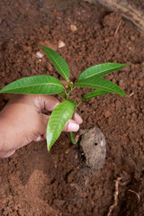 hand planting mango seedling into the ground, garden soil background with copy space, selective focus taken in vertical orientation