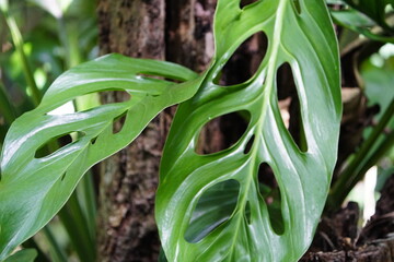 Monstera adansonii, the Adanson's monstera, Swiss cheese plant, or five holes plant, is a species of flowering plant from family Araceae. Amazonas rainforest, Brazil.


