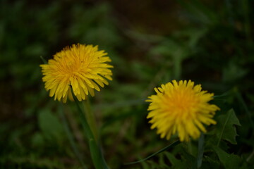 20230324甲府中央公園