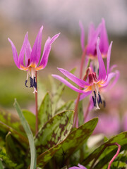 Nahaufnahme von blühende Pflanzen der Europäischen Hundszahnlilie (Erythronium dens-canis).