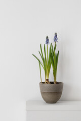 Potted muscari  isolated on white table and near bright white wall. Copy space. The place for text.  
