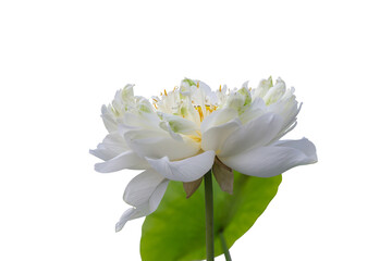 Naklejka premium Beautiful white Indian Lotus or Bean of India with yellow pollen blooming isolated on white background included clipping path.